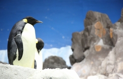 Wildlife-Emperor-Penguin