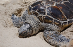 Sea Turtle on Sand